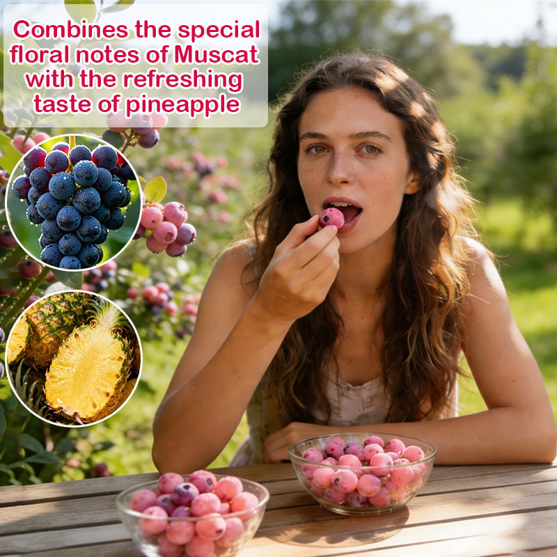 🔥50K+ SOLD!💟Premium Pink Blueberry Seeds -😋A Uniquely Delightful Taste